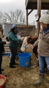 Students gathering data on a cow at the farm.